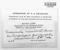 Erysiphe necator image